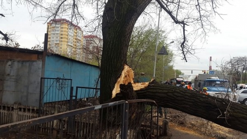 Дерево в Алматы упало на проезжающую автомашину (ФОТО)