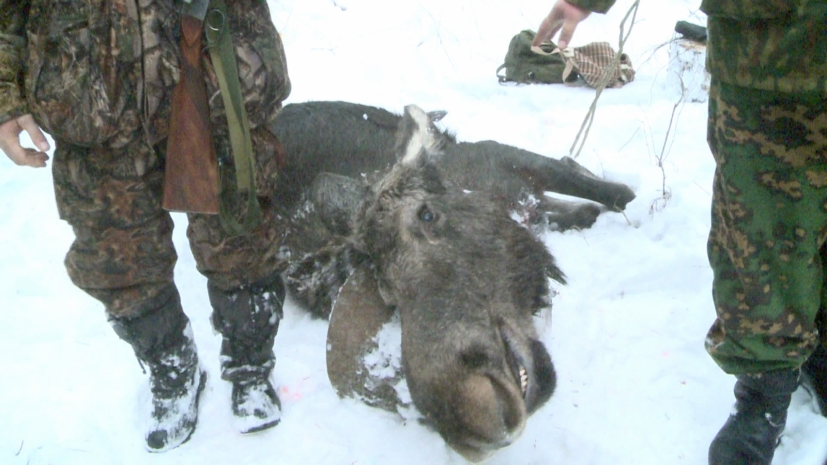 Полиция задержала группу браконьеров в Карагандинской области