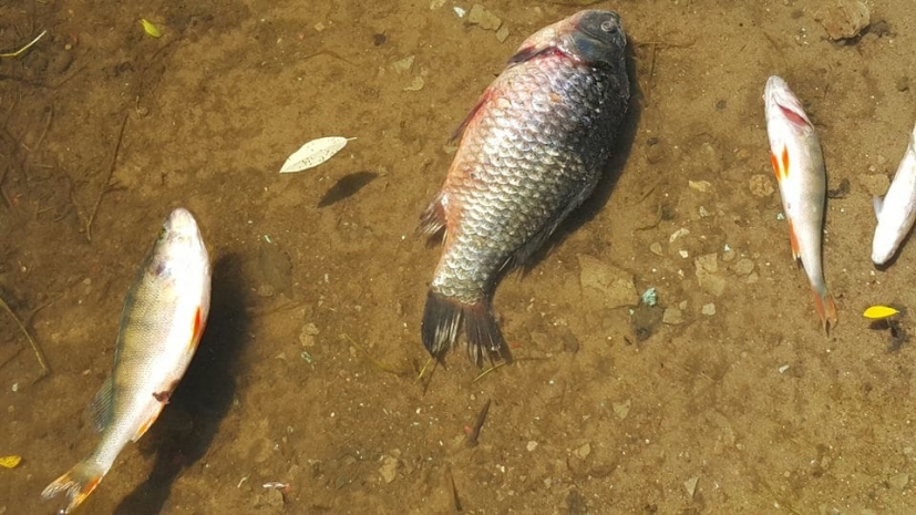 В Омске обеспокоены гибелью рыбы и странным окрасом воды в Иртыше