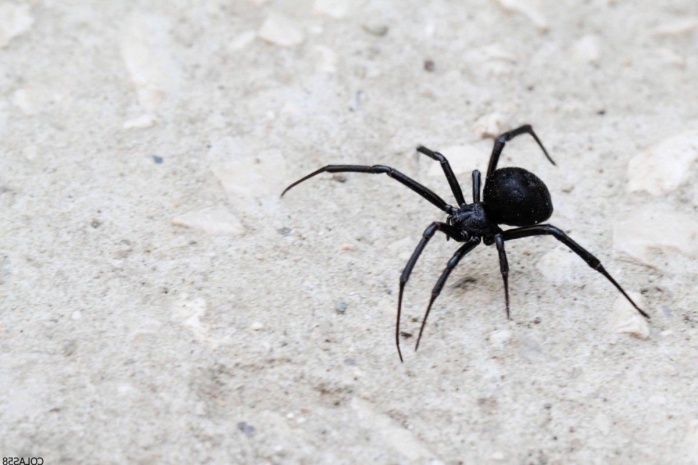 Нашествие каракуртов наблюдается в Атырауской области: шесть человек в реанимации