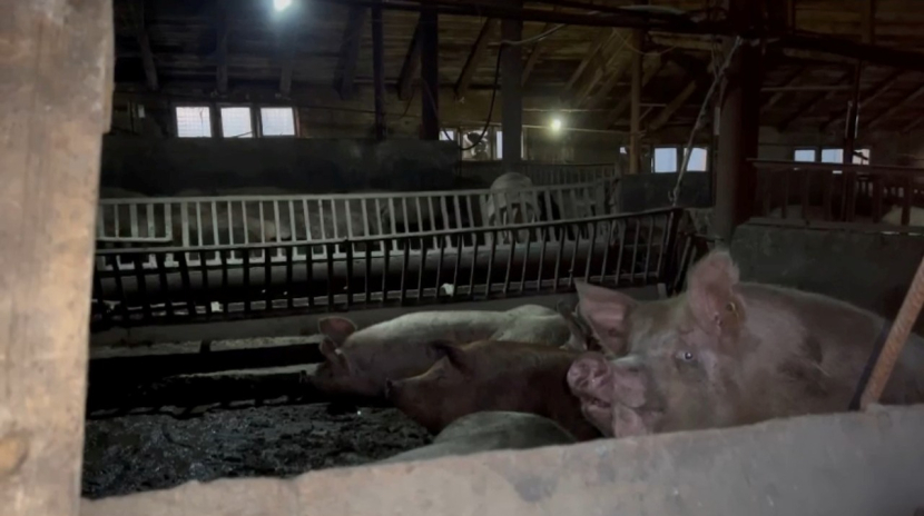 Жители трех поселков требуют закрыть свиноферму близ Усть-Каменогорска