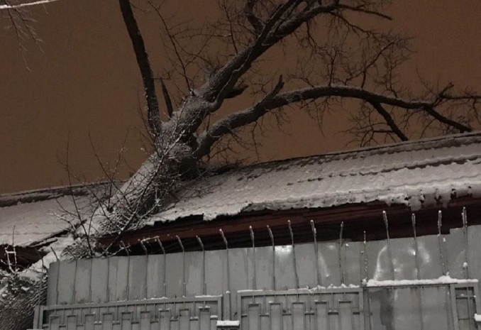 Дерево упало на здание психиатрической больницы в Алматы