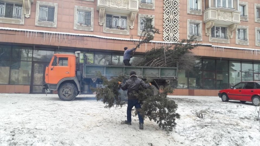 Срубившего незаконно деревья на Саяхате привлекли к ответственности