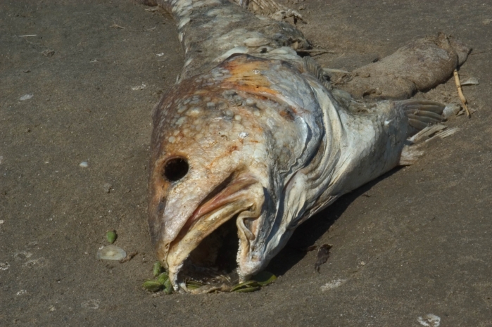 Массовая гибель рыбы в реке Жаик: дело «Атырау су арнасы» передано в суд