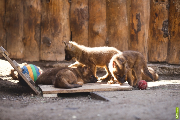 Пятерых волчат изъяли у жителя Карагандинской области