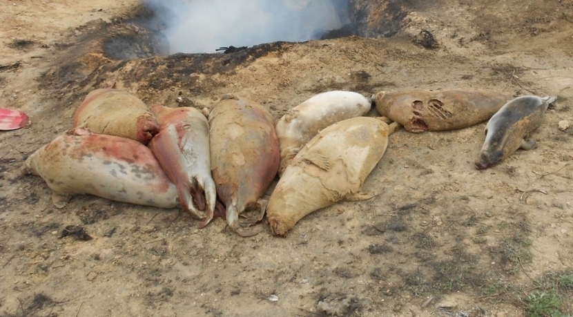 Экологи опровергли версию о массовом отравлении тюленей на Каспии