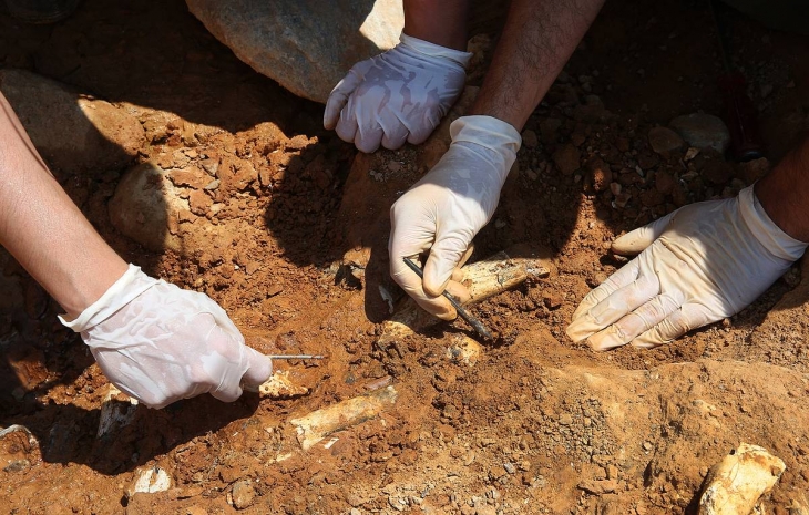 Археологи изучают кость мамонта возрастом 15 тысяч лет в СКО