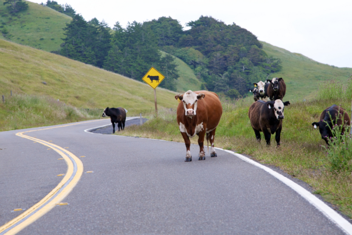 Бесхозный скот стал причиной 10 ДТП в Павлодарской области