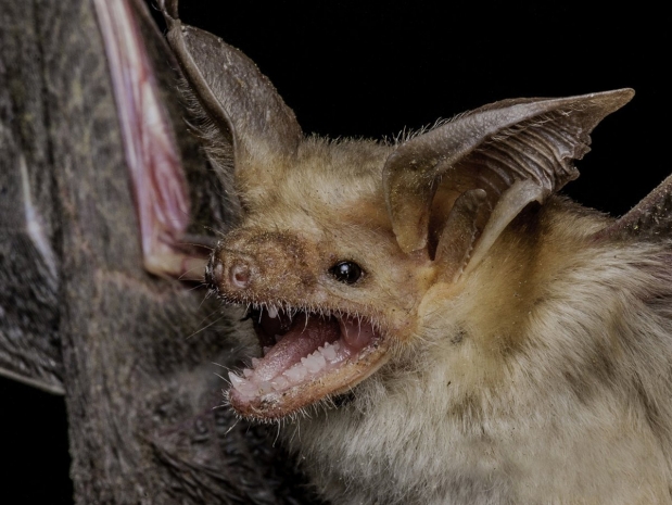 Ученые выяснили, почему летучие мыши — идеальные переносчики вирусов