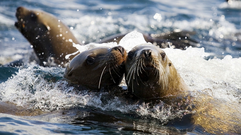В Казахстане создадут открытую базу данных о каспийском тюлене