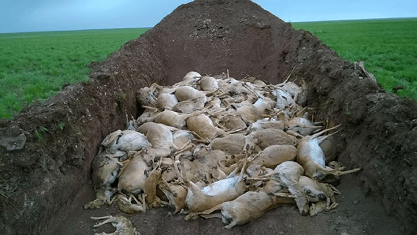 Минсельхоз РК не исключает повторения массовой гибели сайги