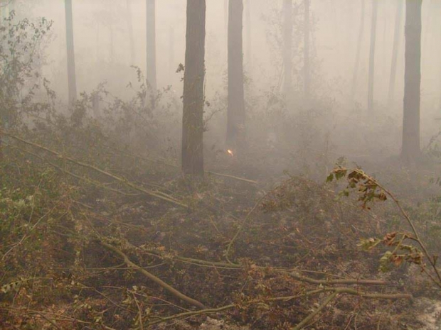 Пожар в Иле-Алатауском парке почти ликвидированЭксклюзив