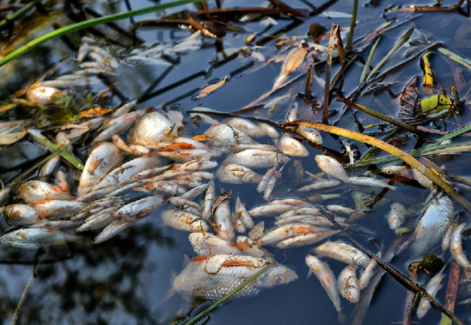 Работы по предотвращению замора рыбы проводят в ЗКО