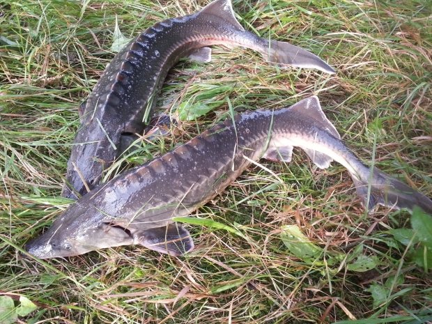 900 килограммов осетрины нашла полиция Мангистау в жилом доме