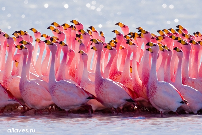 Мертвые фламинго обнаружены в Мангыстау