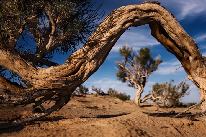На несуществующие саженцы саксаула потратили бюджетные средства в Туркестанской области