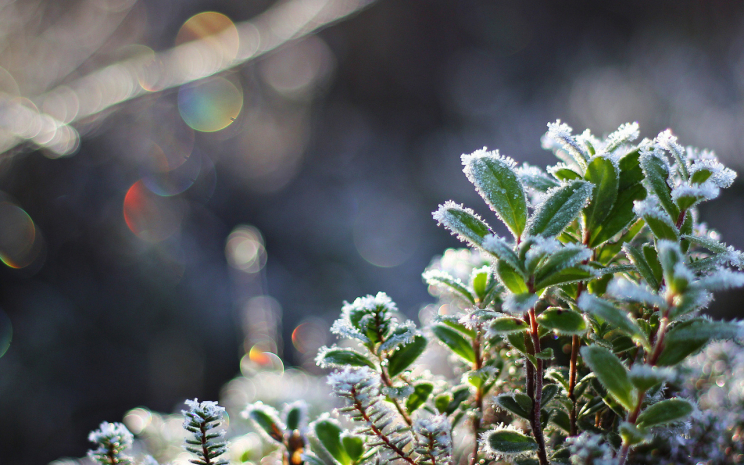Заморозки ожидаются на западе и севере Казахстана