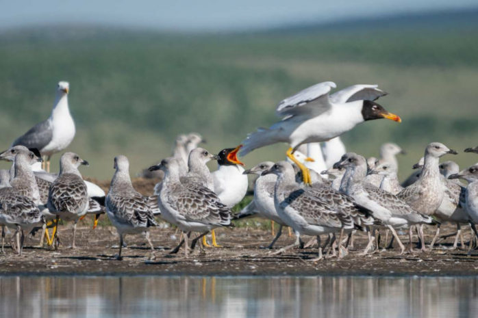 Птичий грипп выявлен у погибших птиц в Атырау
