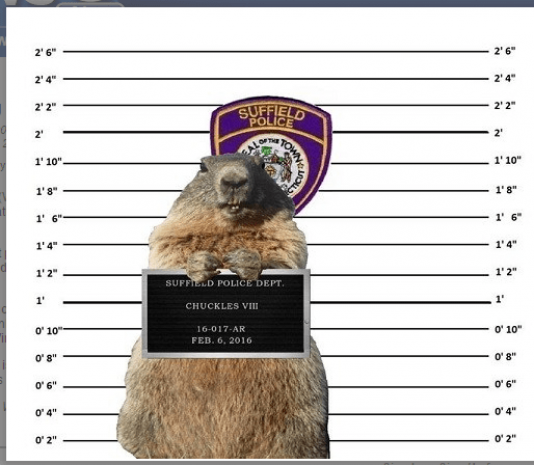 Сурка «арестовали» за неверное предсказание в США