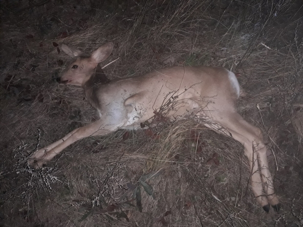 Убившего косулю браконьера осудили в ВКО