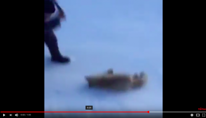 За убийство лисы житель села Ортау выплатит штраф