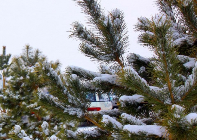 В Павлодаре задержали двух жителей города за рубку ели
