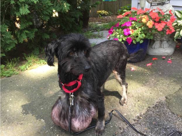 В США врачи удалили у пуделя трёхкилограммовую опухоль