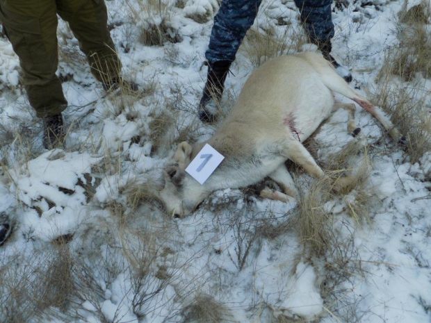 Природоохранные инспекторы задержаны за браконьерство