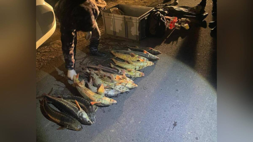 Более 50 уголовных дел за незаконный лов осетровых заведено в Мангистау