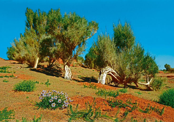 Леса саксаула спасают в Туркестанской области