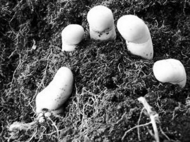 Найдено тело пропавшего без вести мужчины. Его убил пенсионер