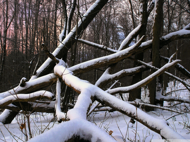 Нарушения в работе лесного хозяйства выявили в Костанайской области