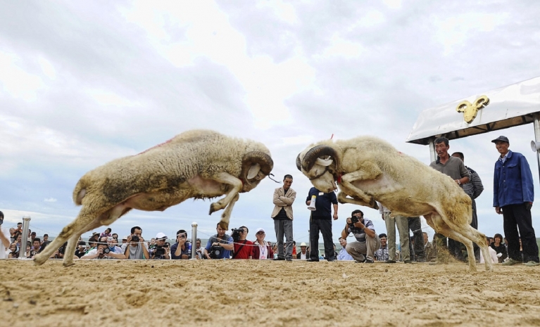 Долгий развод — судебные тяжбы в сфере казахстанского овцеводстваЭксклюзив