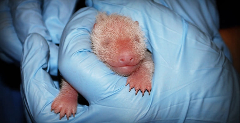 Тройню панд из зоопарка в Китае называют новым чудом света