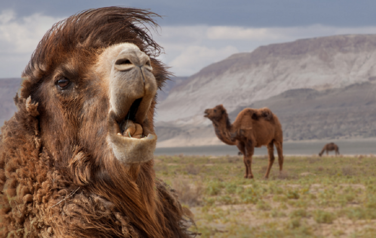 Оспой заразились верблюды в Мангистауской области