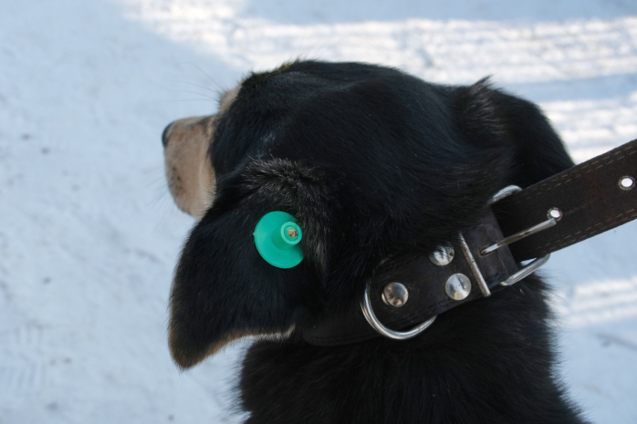 Программу чипирования и регистрации домашних животных запустят с 1 ноября в Алматы