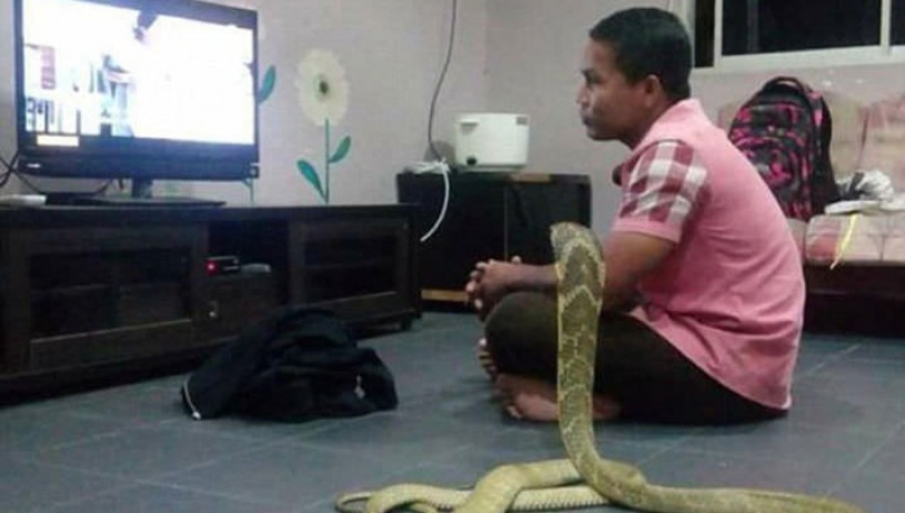 В Азии мужчина женился на трехметровой кобре