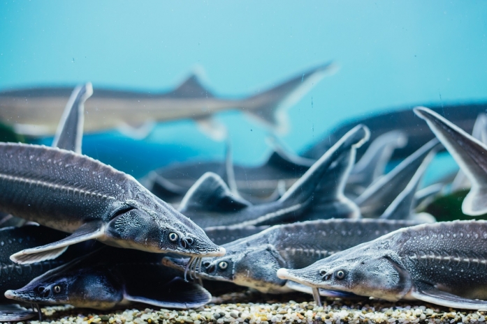 Рыбу на 40 миллионов тенге спасли пограничники на Каспии