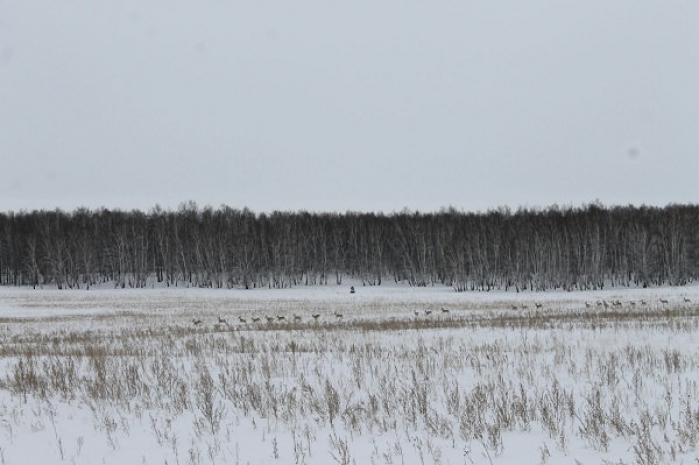 Браконьеры жестоко убили шесть косуль