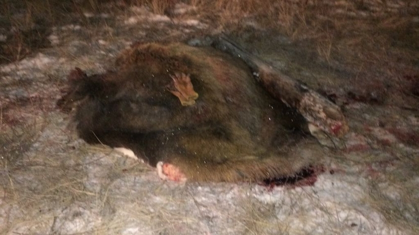 Инспектор лесоохраны браконьерничал в Павлодарской области