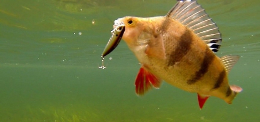 В Казахстане снят запрет на применение лесковых сетей на рыбалке