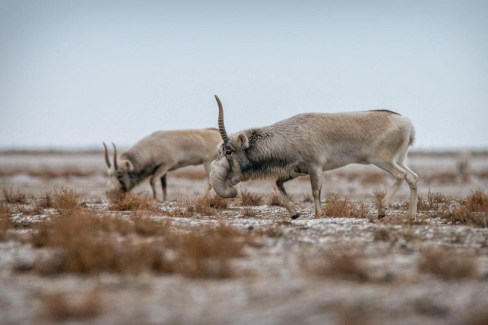 О падеже сайгаков в зимний период рассказали в комитете лесного хозяйства и животного мира