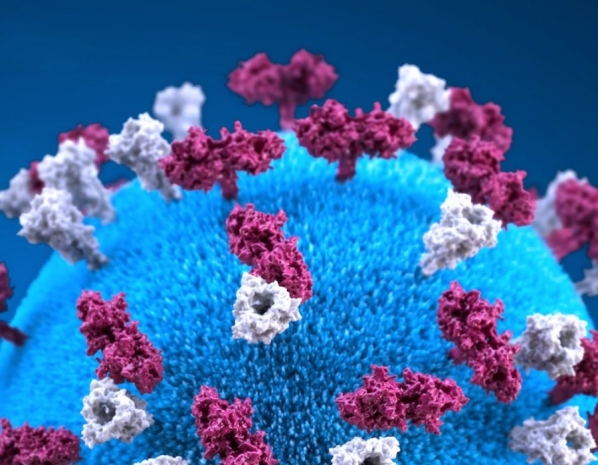 У Госдепа США нет доказательств искусственного происхождения COVID-19