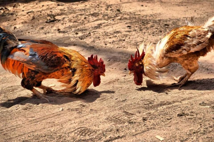 Румынская принцесса осуждена в США за проведение петушиных боев