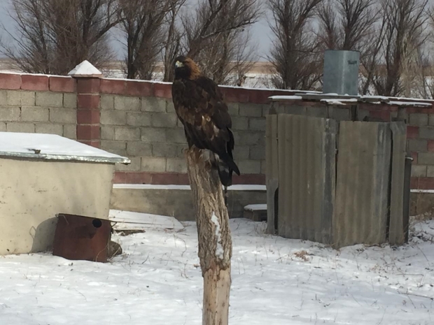 Краснокнижного беркута держал у себя дома житель Туркестанской области