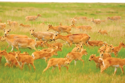 Около 7 миллионов голов – названо ожидаемое количество сайгаков в 2026 году