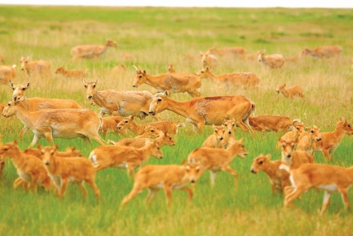 Около 7 миллионов голов – названо ожидаемое количество сайгаков в 2026 году