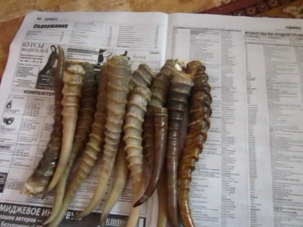 Браконьерам за убийство 11 сайгаков дали 4 года условно