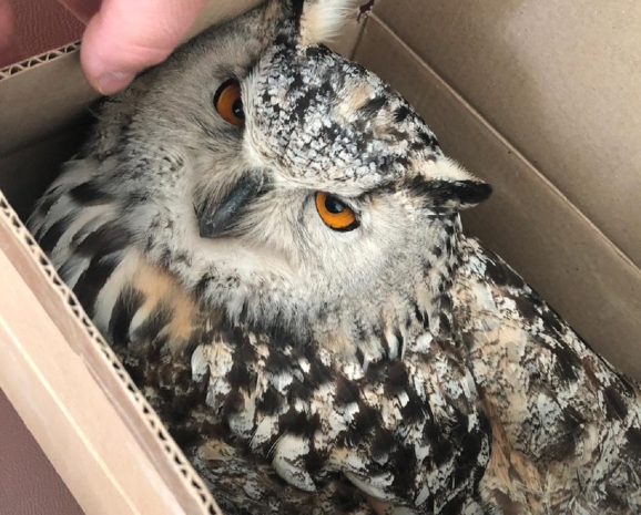 Санитар спасла краснокнижного филина в Кызылорде