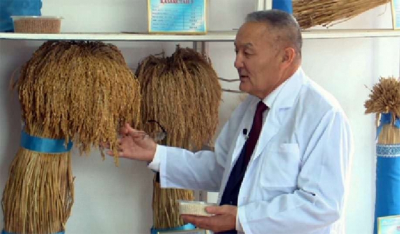 В Казахстане вывели более 20 новых сортов риса